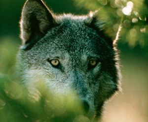 Wolf | Gray wolf eyes