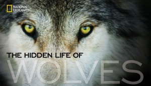 National Geographic - Living with Wolves