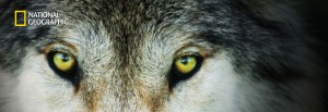 Wolf | National Geographic book