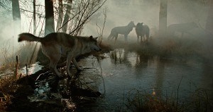 Wolves | Gray wolf pack in fog