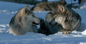 Wolf | Gray Wolf Friendships