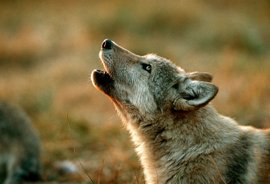 The Language Of Wolves Living With Wolves