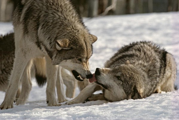 The Language Of Wolves Living With Wolves