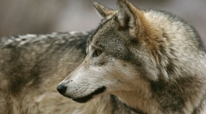 Kamots the alpha male of the Sawtooth Wolf Pack