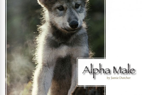 Alpha And Omega Wolf Pack