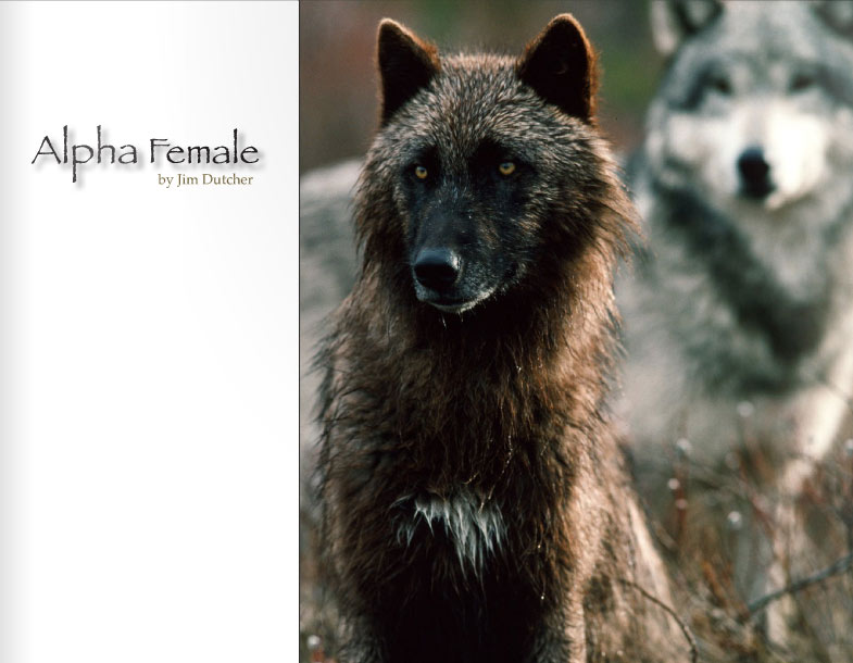 brown alpha female wolf