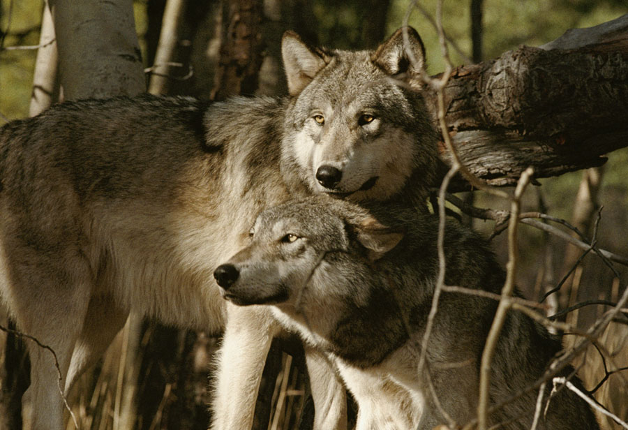wolf protecting wolf