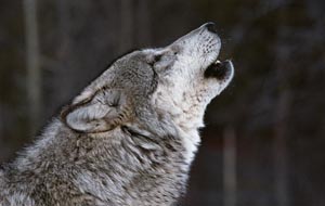 wolf | gray wolf howl - Living with Wolves