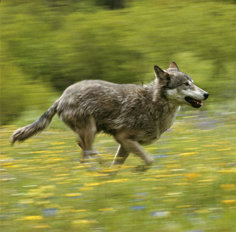 Gray Wolf Running Living with Wolves