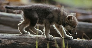 A focused wolf pup