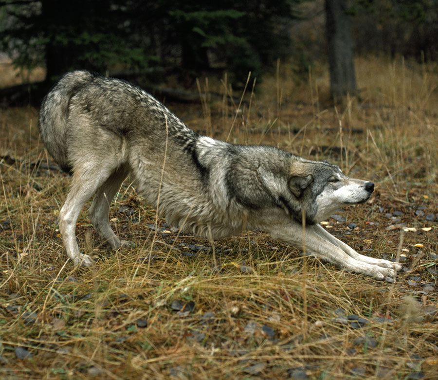 Gray Wolf Stretching - Living with Wolves