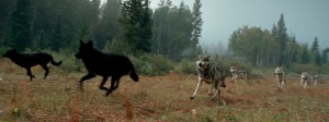 Wolf | Video clips of gray wolves