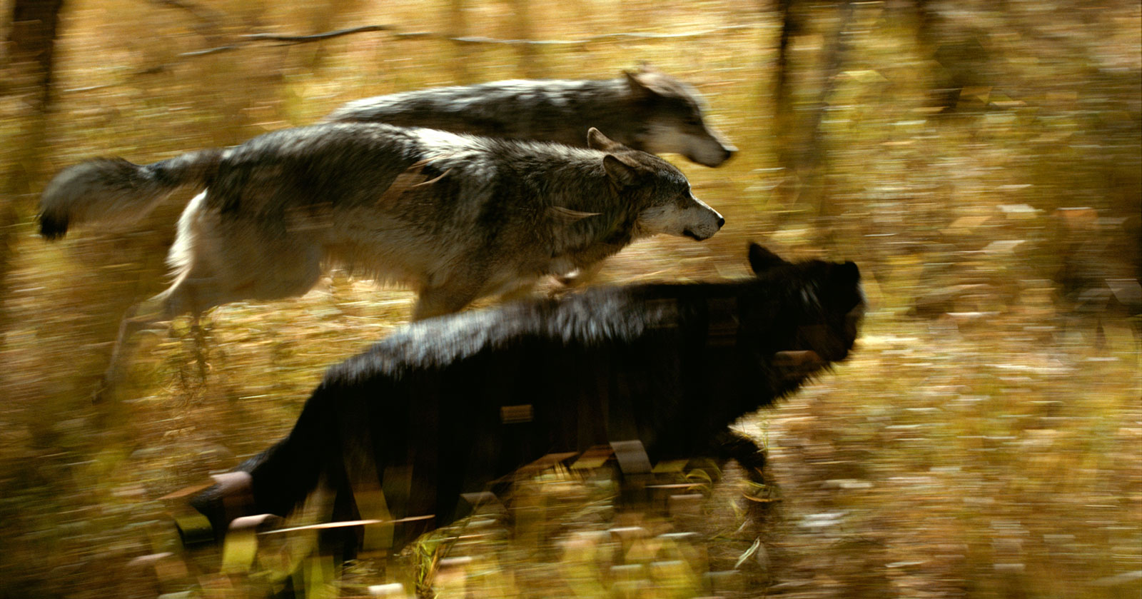hunted wolf