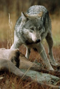 How Wolves Hunt - Living with Wolves