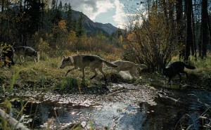 Wolf | Gray wolves hunting