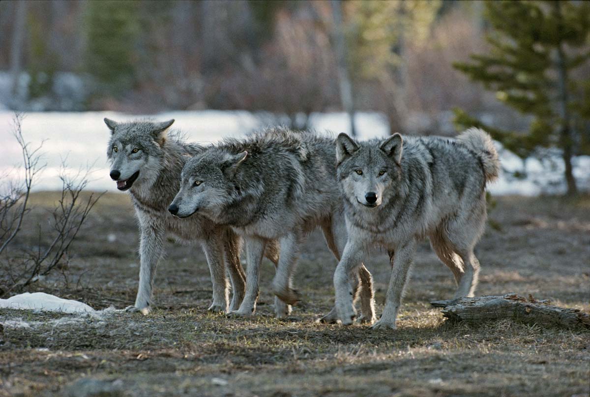 Can Killing Wolves Make Things Worse Living With Wolves