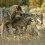 How the death of one wolf can affect the entire pack