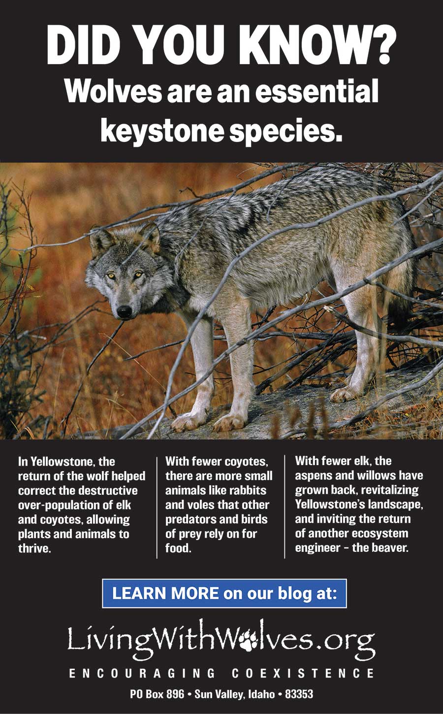 What Animals are Considered 'Keystone Species' in Colorado?