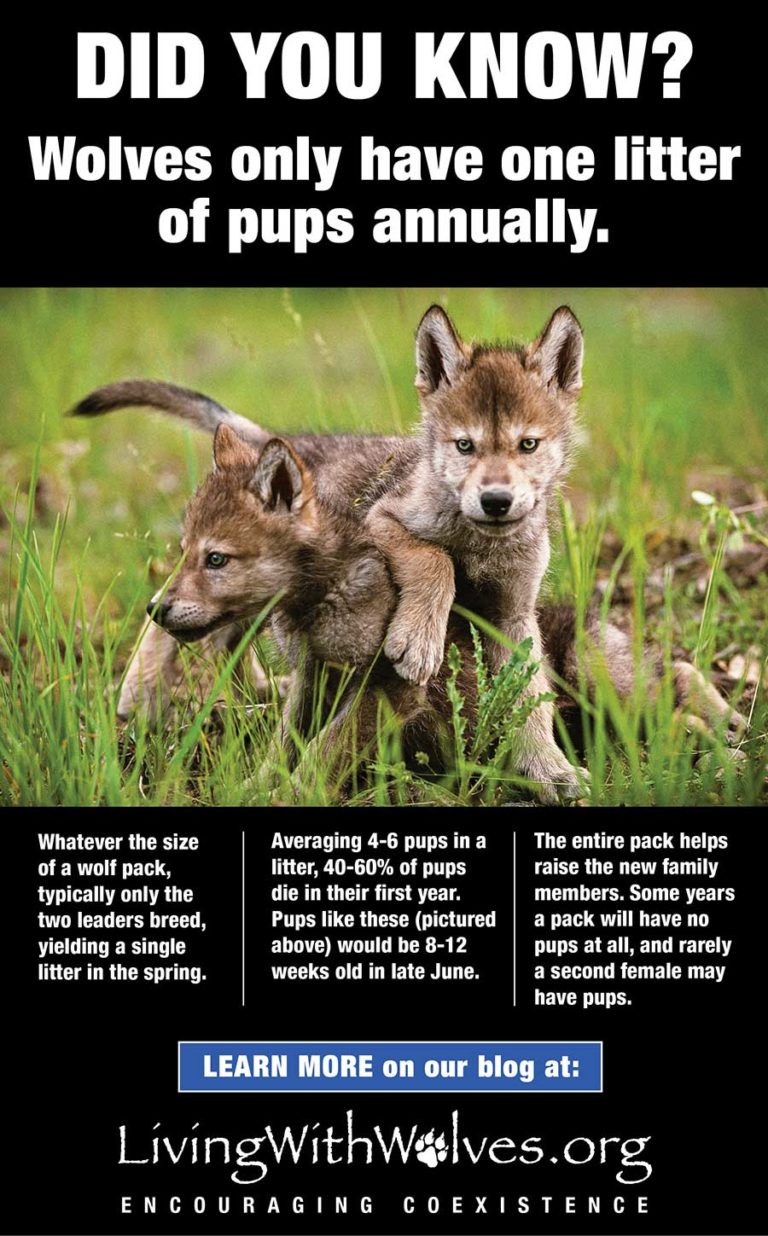 DID YOU KNOW? Wolves only have one litter of pups annually. - Living ...