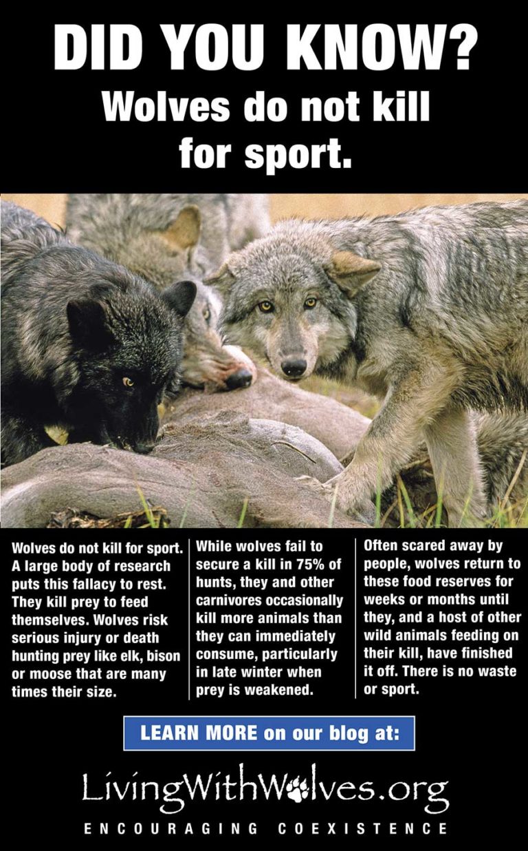 In the News - Living with Wolves