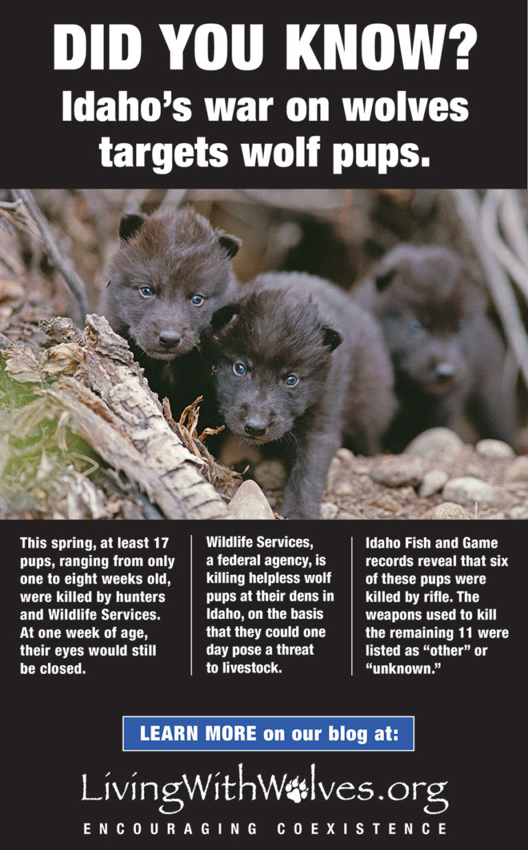 DID YOU KNOW? Idaho's war on wolves targets wolf pups. - Living with Wolves