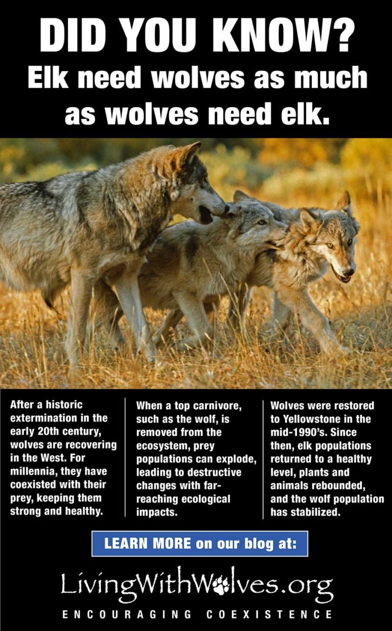 In the News - Living with Wolves