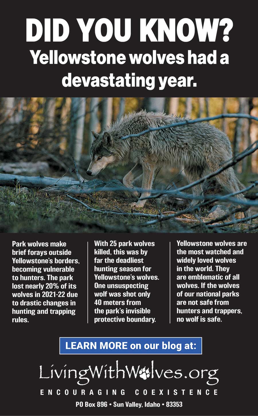 DID YOU KNOW? Yellowstone wolves had a devastating year. - Living 